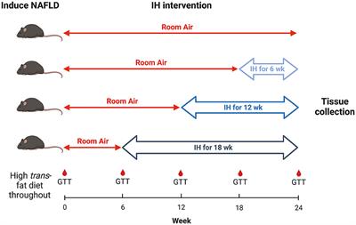 Duration of intermittent hypoxia impacts metabolic outcomes and severity of murine NAFLD